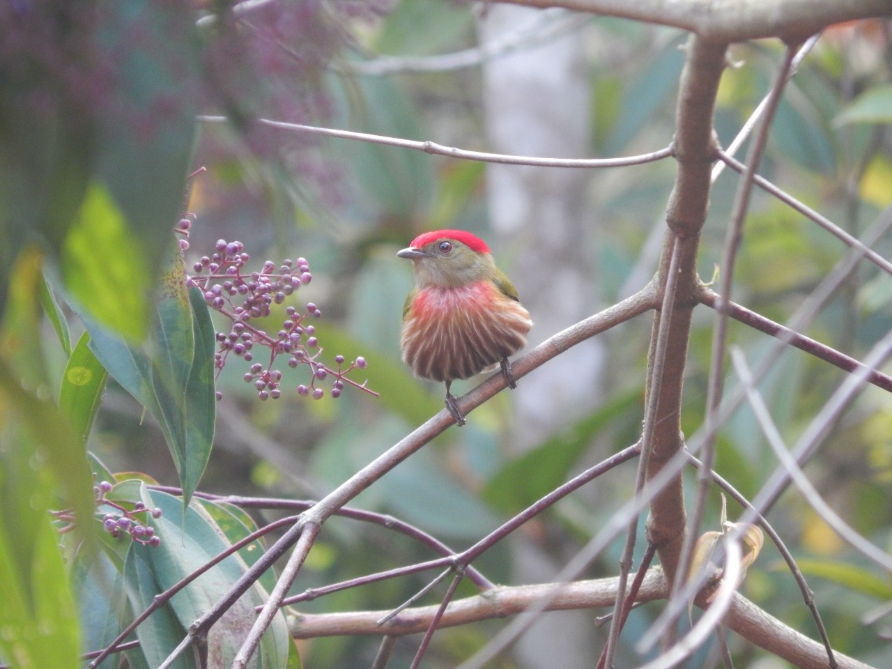 Striolated Manakin (Machaeropterus striolatus), photo 10