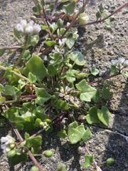 Cochlearia danica