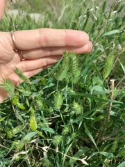 Eremopyrum orientale