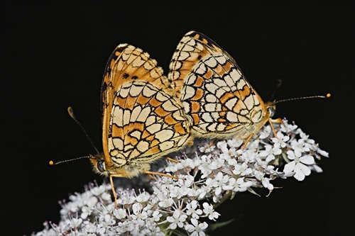 Provençal Fritillary