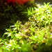Variable Crisp-Moss - Photo (c) Ricky Taylor, some rights reserved (CC BY-NC), uploaded by Ricky Taylor