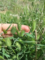 Eremopyrum orientale