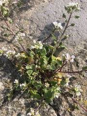 Cochlearia danica