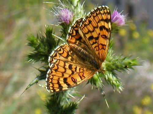 Provençal Fritillary