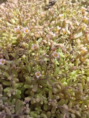 Sedum mucizonia