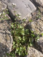 Cochlearia danica