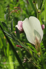 Vicia lutea lutea