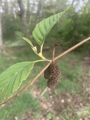 Alnus rubra