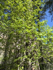 Acer grandidentatum