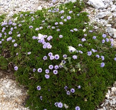 Globularia