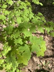 Acer grandidentatum
