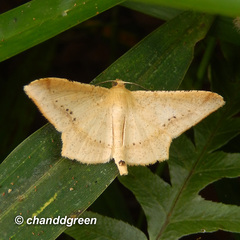 Krananda falcata