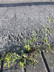 Senecio vulgaris