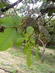 Lonchocarpus sanctuarii