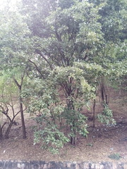 Lonchocarpus sanctuarii