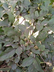 Lonchocarpus sanctuarii