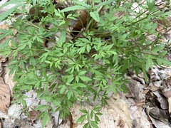 Erigenia bulbosa