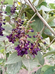 Lonchocarpus sanctuarii