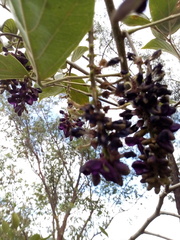 Lonchocarpus sanctuarii