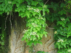 Hydrangea hydrangeoides