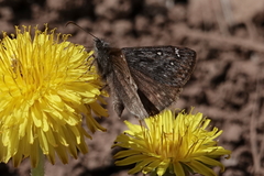Erynnis meridianus