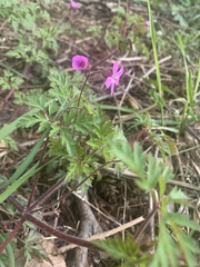 Geranium robertianum