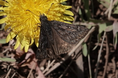 Erynnis meridianus
