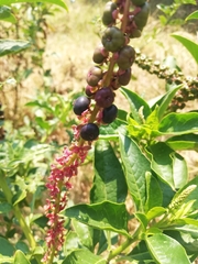 Phytolacca heterotepala