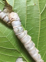 Bombyx