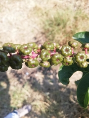 Phytolacca heterotepala