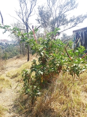 Phytolacca heterotepala