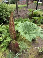 Gunnera manicata