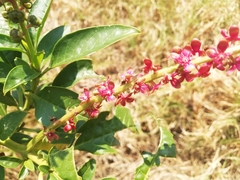 Phytolacca heterotepala