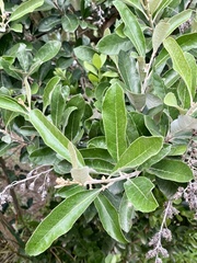 Brachylaena discolor