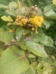 Berberis aquifolium