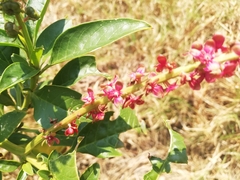 Phytolacca heterotepala