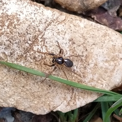 Hypsosinga albovittata