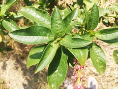 Phytolacca heterotepala