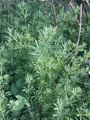 Galium aparine