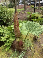 Gunnera manicata