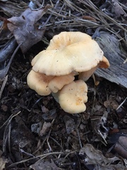 Cantharellus velutinus