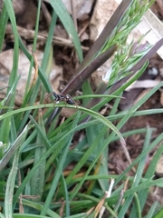 Hypsosinga albovittata