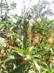 Phytolacca heterotepala