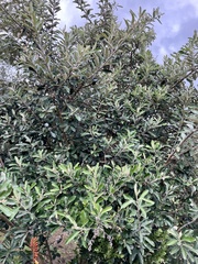 Brachylaena discolor