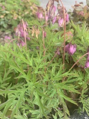 Dicentra formosa