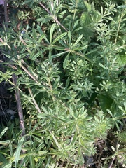 Galium aparine