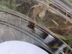 Hypsosinga albovittata