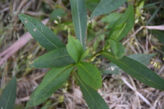 Calycomyza promissa