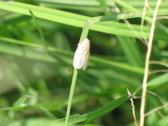 Prairiana