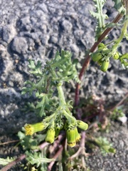 Senecio vulgaris